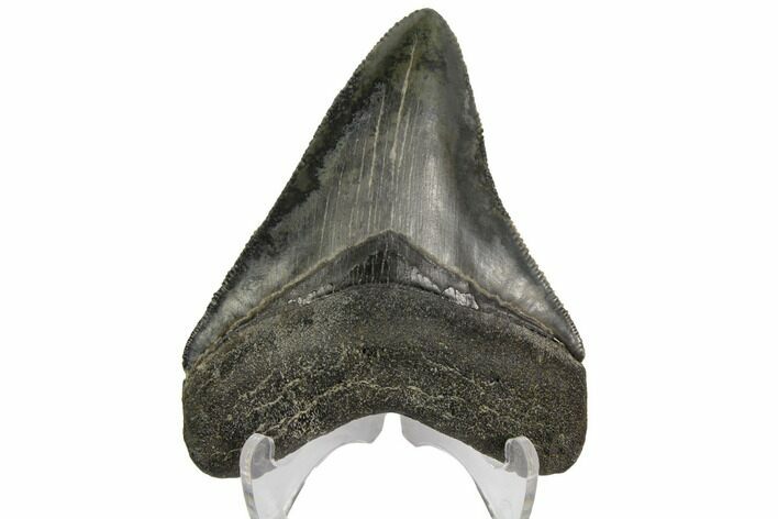 Serrated, Fossil Megalodon Tooth - South Carolina #149156